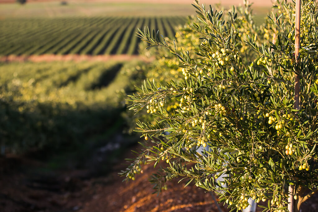 Olive Groves